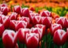 Tulips and Windmills of the Netherlands
