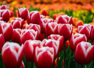 Tulips and Windmills of the Netherlands